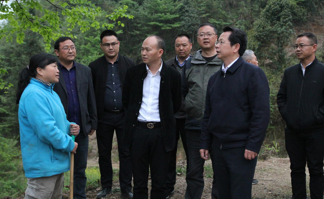 省林业局领导一行到灵智林业各山桐子项目地调研